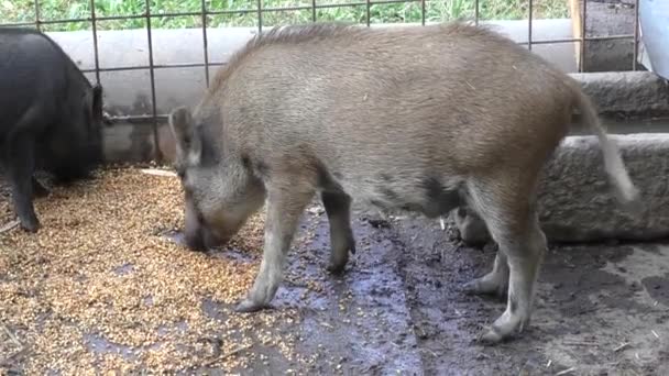 Piglets at a farm — Stock Video
