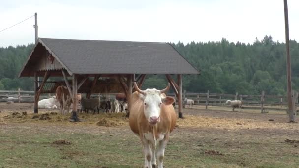 Dieren op de boerderij: koeien en schapen — Stockvideo