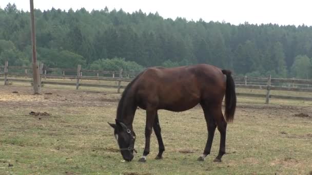 Dark bay horse in the meadow — Stock Video