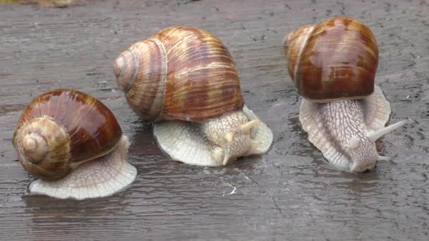 Snail three spiral shell tentacles wild nature — Stock Video