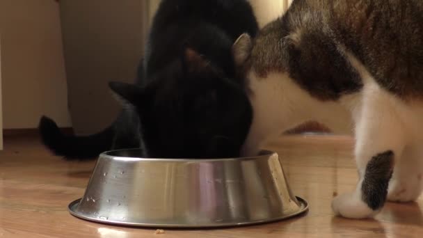 Dos gatos están comiendo de un tazón — Vídeo de stock