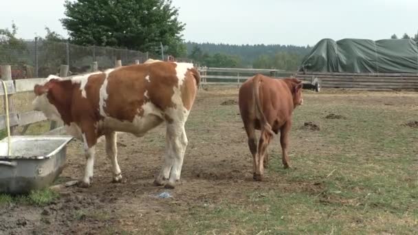 Животные на крупном ранчо — стоковое видео