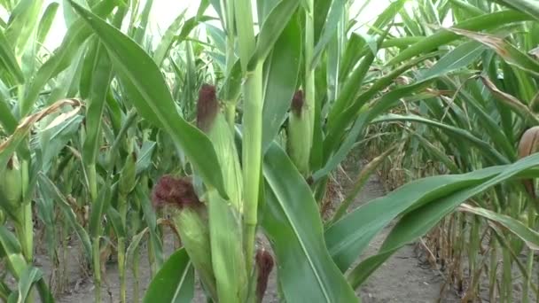 Кукурузное поле, кукуруза в початках — стоковое видео