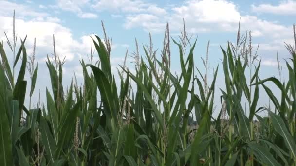 Campo di grano verde al sole estivo — Video Stock