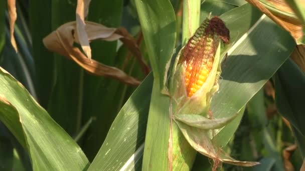 Kukorica a területen, kukorica a cob — Stock videók