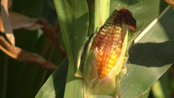 Kukorica a területen, kukorica a cob — Stock videók