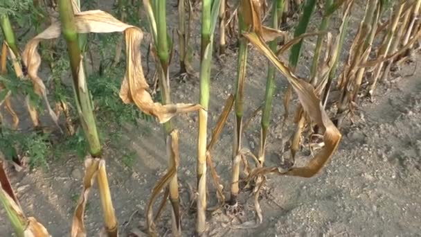 Secchezza secca campo di mais agricolo colpito — Video Stock