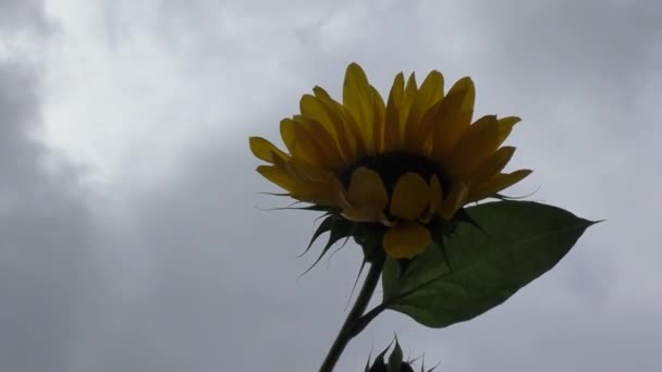 Retrato de un girasol en el campo — Vídeo de stock