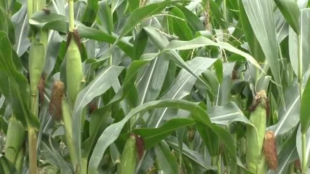 Campo de maíz y maíz en la mazorca — Vídeo de stock
