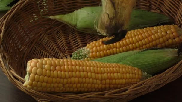 Cultivo de milho de baixo rendimento devido à seca — Vídeo de Stock