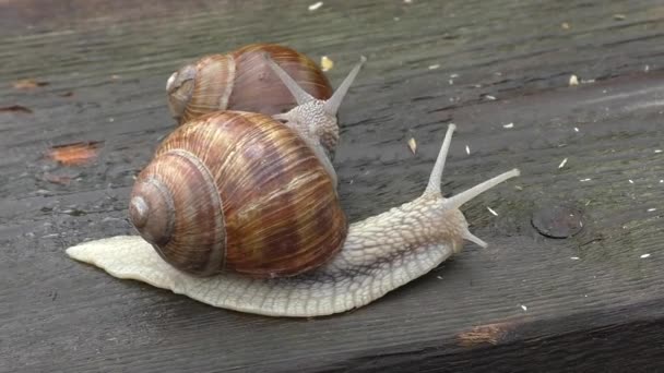 Zwei Schnecken in enger Verbindung — Stockvideo