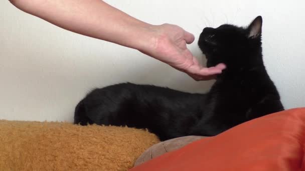 Mulher mão acariciando gato preto — Vídeo de Stock