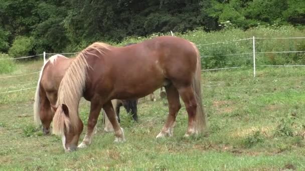 Стадо коней у зеленому пасовищі — стокове відео