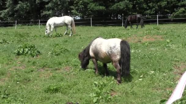 Стадо лошадей на зеленом пастбище — стоковое видео