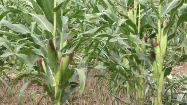 Seca seca campo de milho fazenda atingida — Vídeo de Stock