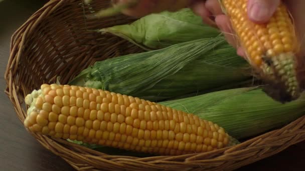Жінка очищає стиглу кукурудзу — стокове відео