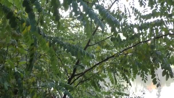 Las hojas de acacia después de las gotas de lluvia de agua — Vídeo de stock