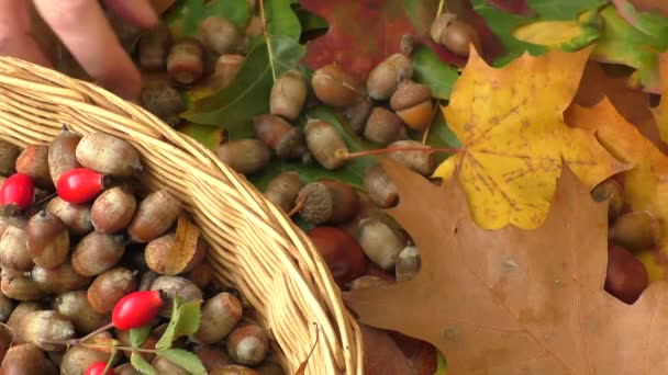 Fondo de otoño - castañas, bellotas y hojas de otoño — Vídeos de Stock