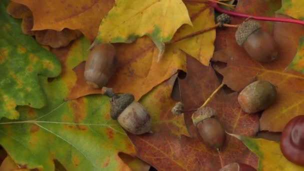 Fondo de otoño - castañas, bellotas y hojas de otoño — Vídeos de Stock