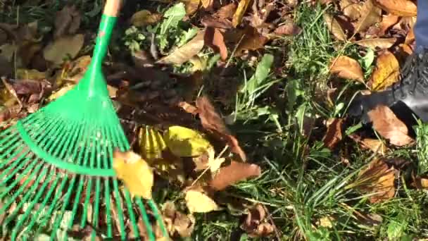 Vrouw tuinman reinigt de tuin met een rake-herfst — Stockvideo