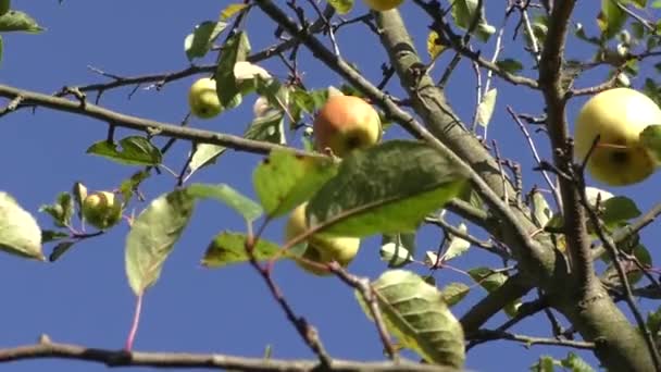 Äpplen växa på en gren mot den blå himlen — Stockvideo