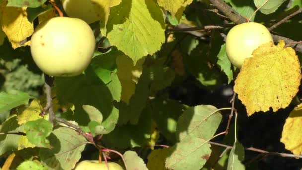 Mujer mano recogiendo una manzana — Vídeo de stock