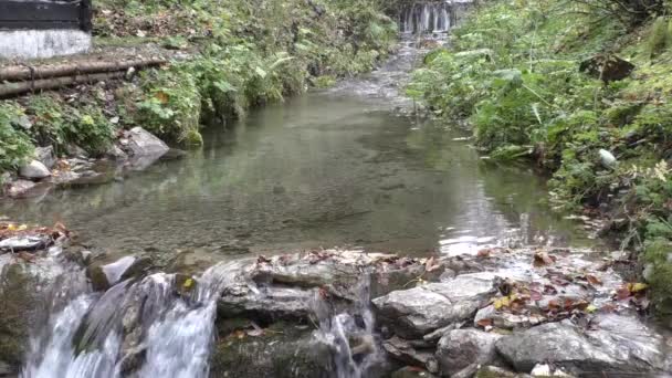 Fluxo de montanha em uma floresta — Vídeo de Stock