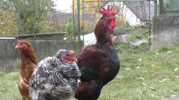 Κόκορας και κότες που περπατώντας στην αγροτική αυλή — Αρχείο Βίντεο