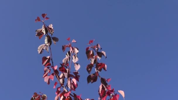 Folhas de outono contra o céu azul — Vídeo de Stock