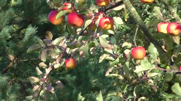 Manzanas maduras en el árbol — Vídeo de stock