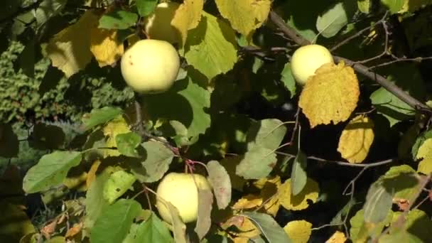 Manzanas maduras en el árbol — Vídeo de stock