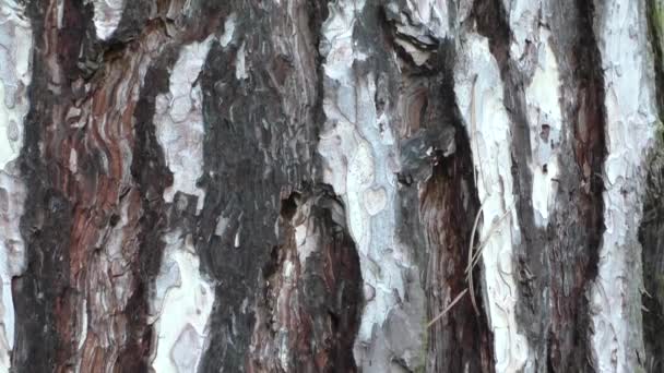 écorce de pin tronc texture fond 