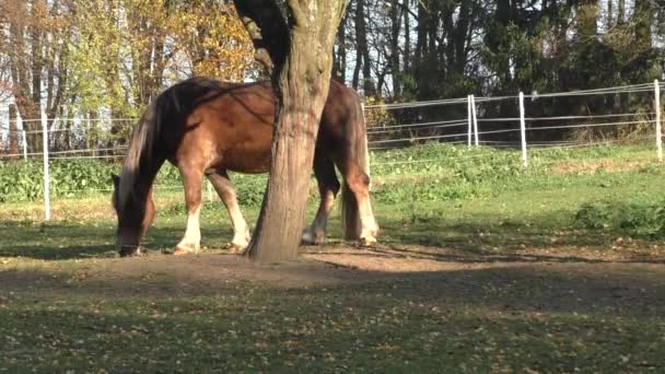Beau cheval mangeant l'herbe — Video