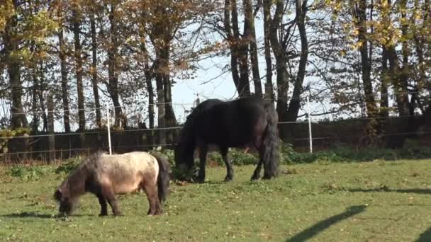 Hermoso caballo pastando en un corral — Vídeo de stock