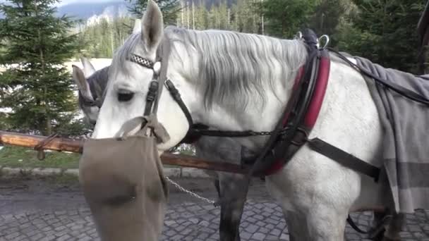Голодная лошадь ест овес из сумки после поездки на карете — стоковое видео