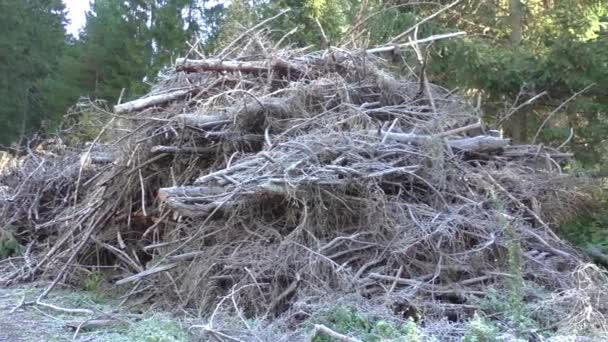 Droog hout tak op grond — Stockvideo