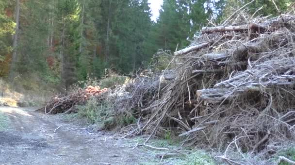 Montón de rama de árbol, palo de madera y gabage — Vídeos de Stock