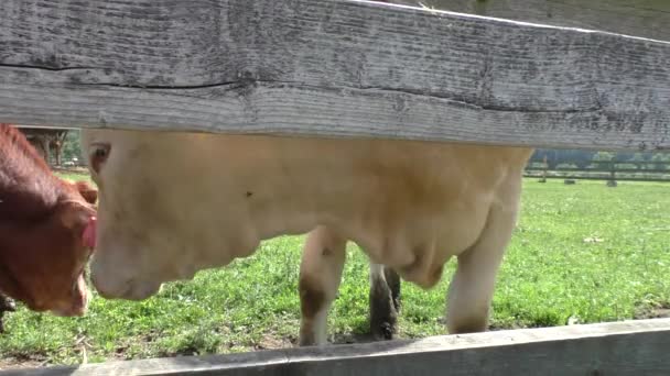 Vaches derrière une clôture en bois 