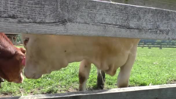 Tehenek, egy fából készült kerítés mögött — Stock videók