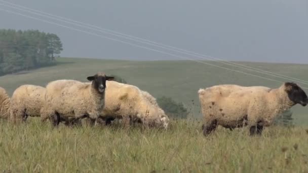 Flock of sheep runs away during herding in Slovakia — Stock Video