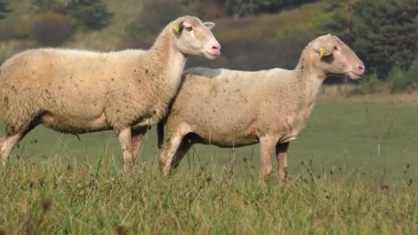 Två får stå i en linje mellan flocken i fältet — Stockvideo