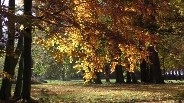 Hermoso día de otoño en el bosque — Vídeo de stock