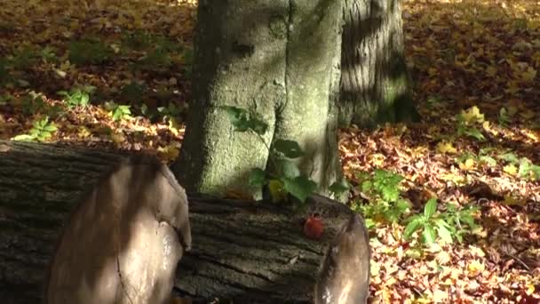Beau parc d'automne coloré dans la journée ensoleillée 