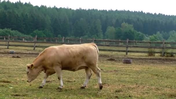 Jonge bruin stier in een weide — Stockvideo