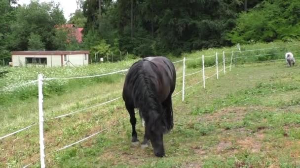 Pâturage solitaire de chevaux dans une prairie 