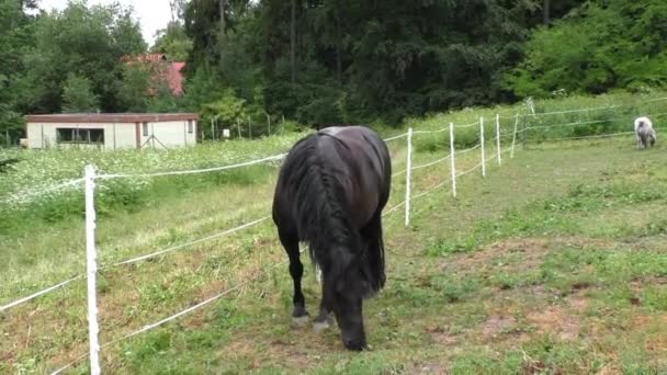 Pâturage solitaire de chevaux dans une prairie — Video