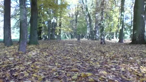 Vista panorámica de las hojas doradas en los árboles en el parque, escena de otoño — Vídeos de Stock