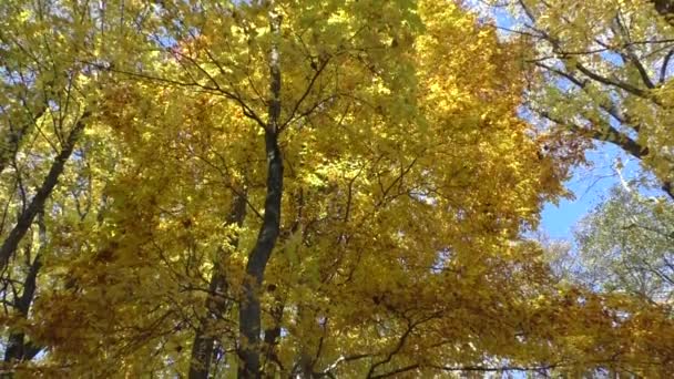 Vista panorámica de las hojas doradas en los árboles en el parque, escena de otoño — Vídeo de stock