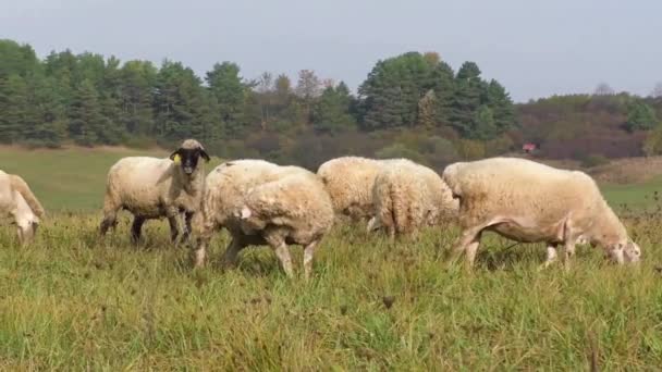 Rebaño de ovejas que se reproducen en el prado verde de la montaña hierba — Vídeos de Stock