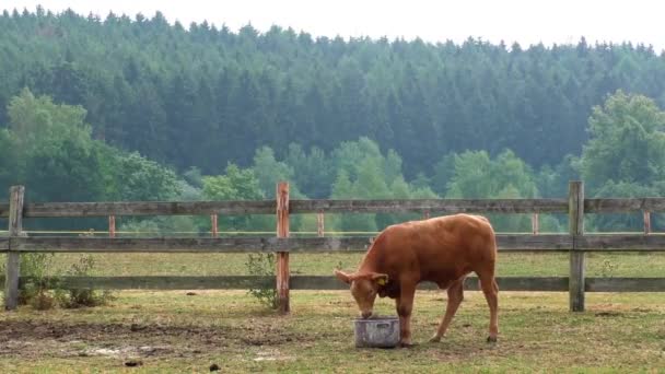 El ternero en un pasto de verano — Vídeo de stock